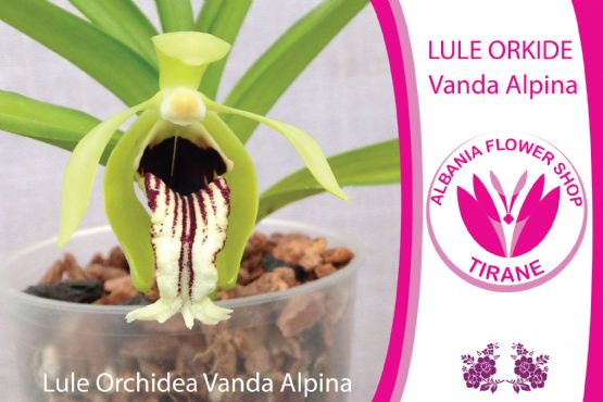  Lule Orchidea Vanda Alpina nga Albania Flower Shop Tiranë
